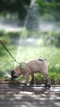 A young, beautiful girl walks with her pug dog near a water sprinkler.