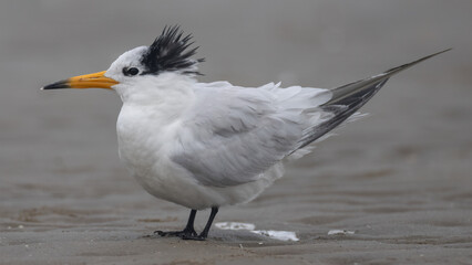 뿔제비갈매기, Chinese Crested Tern, Thalasseus bernsteini