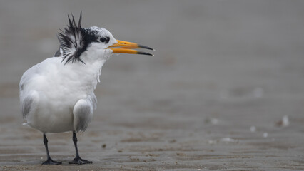 뿔제비갈매기, Chinese Crested Tern, Thalasseus bernsteini