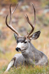 Mule Deer in the Rocky Mountains