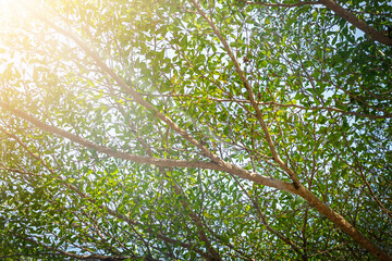 Branches with leaves nature background