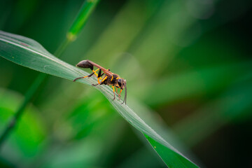 Wasp resting on a blade of grass