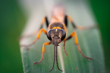 Wasp resting on a blade of grass