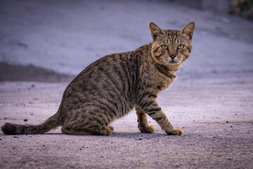 Obraz premium Feral cat with stripes, in the middle of street, village area