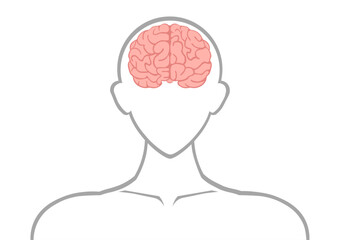 正面から見た人の脳