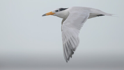 뿔제비갈매기, Chinese Crested Tern, Thalasseus bernsteini