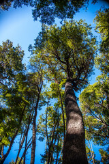 Fototapeta premium BOSQUE DE ARRAYANES 