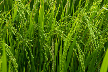 Fototapeta na wymiar Green rice field in the countryside of Sri lanka, Close up of rice field