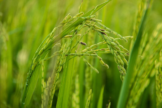 Close up of paddy rice in rice field with blurred background.