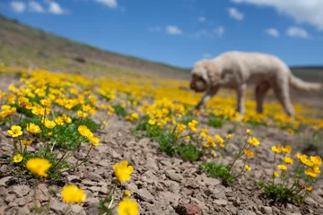 Fotobehang Dog and flowers © Cheryl