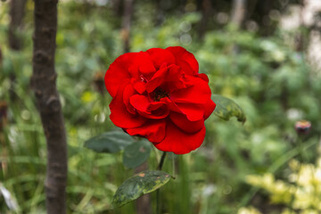Blooming rose close-up on a sunny day. In summer, a rose with bright red flowers blooms in the garden. A red rose with green leaves. Summer flowers. Selective focus.