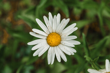 A white chamomile flower with a yellow core on a dark background of green foliage. Chamomile flowers close-up. Chamomile flowers on a dark green background. Selective focus.