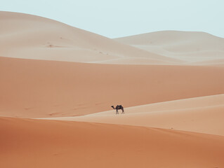 Fototapeta na wymiar Minimalistic dromedary, camel, walking through Sahara Desert Merzouga, Morocco