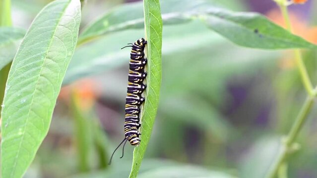 4K HD video of a 4th instar monarch butterfly caterpillar hanging upside down on a milkweed leaf, meticulously eating. Leaf blowing in the wind.
