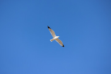 gull flying across blue sky
