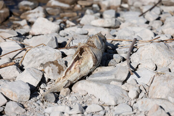 dead fish on a rocky beach