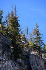 evergreen trees growing out of rocks on a cliff