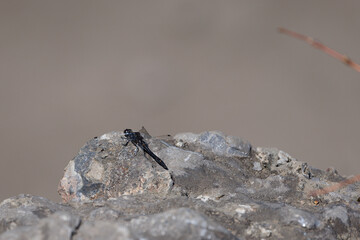 dragonfly perched on a rock