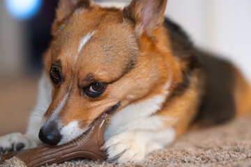 pembroke welsh corgi biting a toy