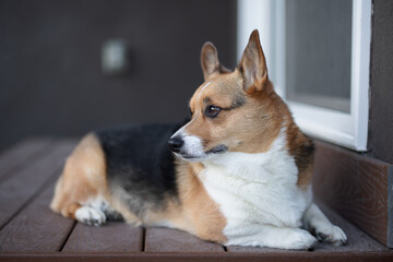 corgi surveying the back yard