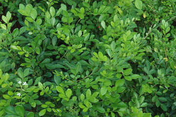 Lush Green Foliage and Blossoming Flowers in Nature