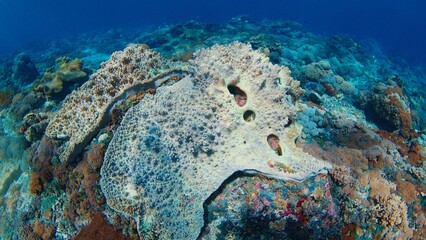 Healthy coral reef in the ocean near the island of Nusa Penida in Bali, Indonesia