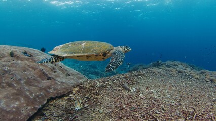 Turtle swims over the dead reef near the island of Nusa Penida in Bali, Indonesia