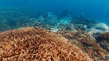 Fototapeta na wymiar Healthy coral reef in the ocean near the island of Nusa Penida in Bali, Indonesia