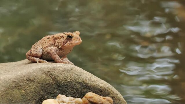 The American toad is a medium-sized reptile that lives near wetlands from Canada to Mexico. Delaware (USA)