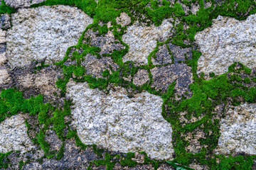 A large amount of green moss on the brick wall. Front view of an old stone wall with green moss on it.