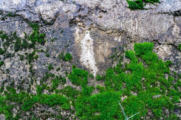 A large amount of green moss on the brick wall. Front view of an old stone wall with green moss on it.