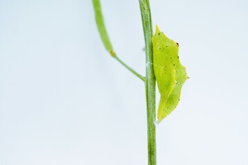 白背景に小松菜の莢ついた茎で蛹化したばかりのモンシロチョウの透き通った黄緑色のサナギ