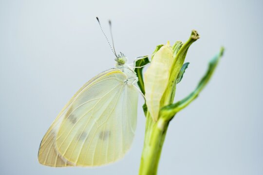 白背景にブロッコリーの乾いた茎で羽化したばかりの翅を伸ばすモンシロチョウと蛹の殻