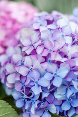 Hydrangea flower, Hydrangea macrophylla, or Hortensia flower with green stem and foliage blooming in spring and summer in garden