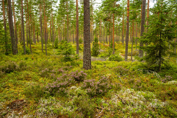 Fototapeta na wymiar forest in the nature reserve hökensas near tidaholm in sweden