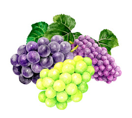 巨峰・シャインマスカット・デラウェア　フルーツ（ぶどう）の手描き水彩イラスト素材