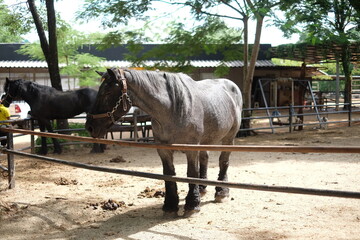  Black horse standing in 
a wooden the stables.
