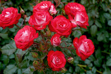 Rosa 'Mandarine Ice' (Korplunblo).  A floribunda rose bred by Kordes Roses.  This variety is also known as 'Planten un Blomen' and 'Princesse Disney'.