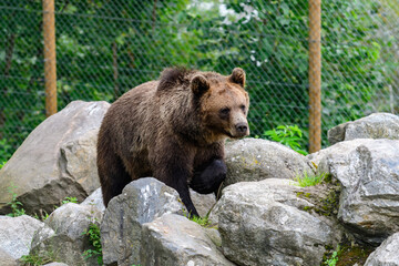 brown bear, ursus arctos in a zoo in sweden
