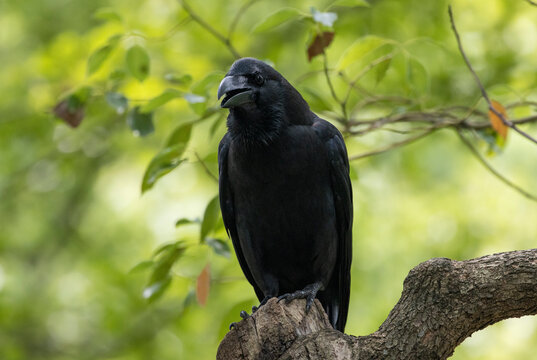 Large-billed crow (Corvus macrorhynchos), also known as the jungle crow,  perching on a branch, in Tokyo, Japan