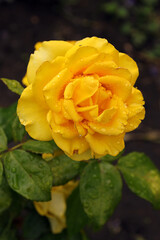 Yellow rose after rain in the evening garden
