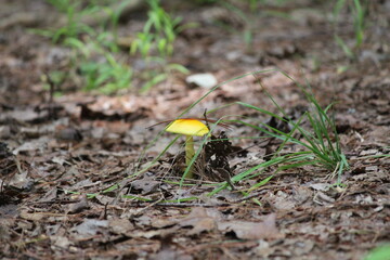 Simple Shroom