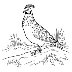 Quail Coloring Page for Kids