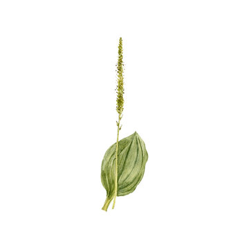 watercolor drawing plant of broadleaf plantain with leaves and flowers, Plantago major isolated at white background, natural element, hand drawn botanical illustration