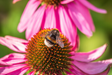 A closeup shot of a bee collecting pollen on a purple echinacea flower