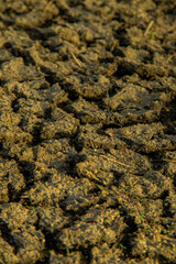Dry soil texture, close-up of soil texture background.