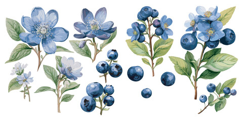 watercolor blueberry clipart for graphic resources