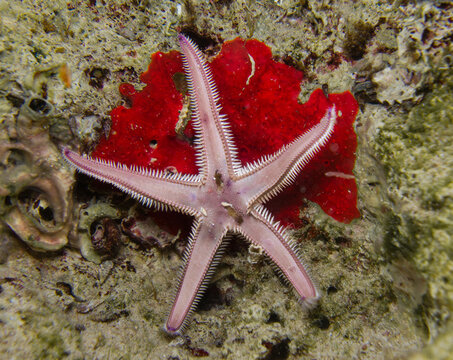 Starfish climbs down a rock 