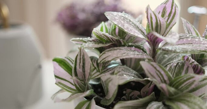 macro shot of tradescantia pink clone potted plant with water drops indoors close-up