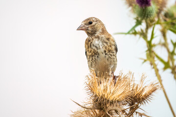 European goldfinch with juvenile plumage, feeding on the seeds of thistles. Carduelis carduelis.